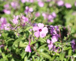 Plamenka 'Woodlander Pink'
