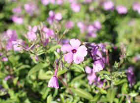Plamenka 'Woodlander Pink' - Phlox hybrida 'Woodlander Pink'