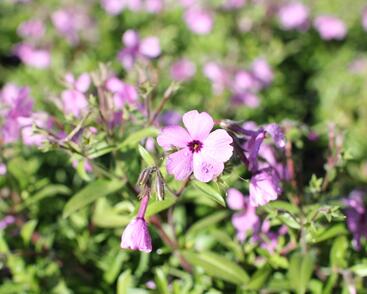 Plamenka 'Woodlander Pink'