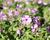 Plamenka 'Woodlander Pink'