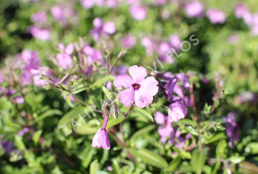 Plamenka 'Woodlander Pink' - Phlox hybrida 'Woodlander Pink'