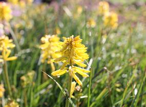 Kleopatřina jehla (mnohokvět) 'Popsicle Banana' - Kniphofia uvaria 'Popsicle Banana'