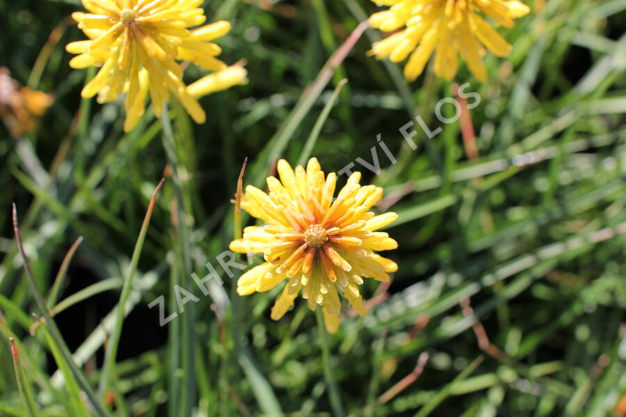 Kleopatřina jehla (mnohokvět) 'Popsicle Banana' - Kniphofia uvaria 'Popsicle Banana'