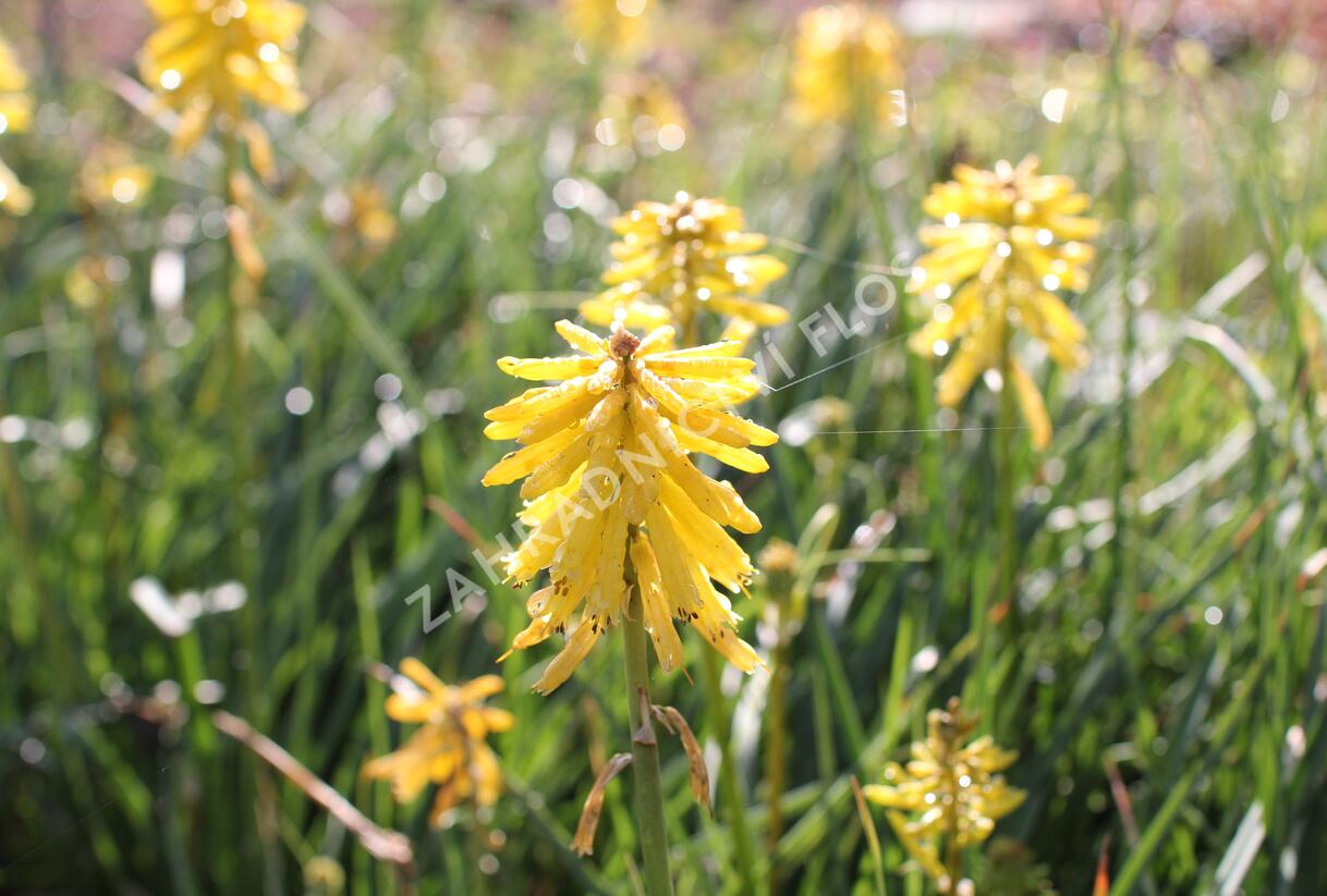 Kleopatřina jehla (mnohokvět) 'Popsicle Banana' - Kniphofia uvaria 'Popsicle Banana'