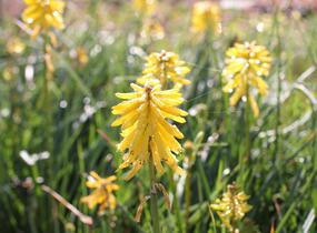 Kleopatřina jehla (mnohokvět) 'Popsicle Banana' - Kniphofia uvaria 'Popsicle Banana'