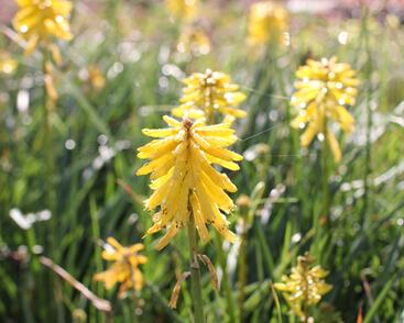 Kleopatřina jehla (mnohokvět) 'Popsicle Banana'