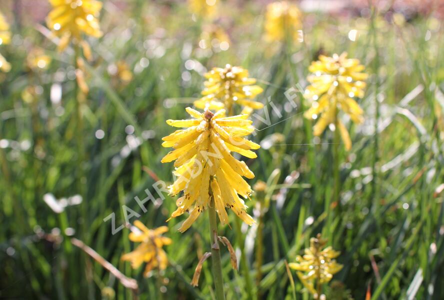 Kleopatřina jehla (mnohokvět) 'Popsicle Banana' - Kniphofia uvaria 'Popsicle Banana'
