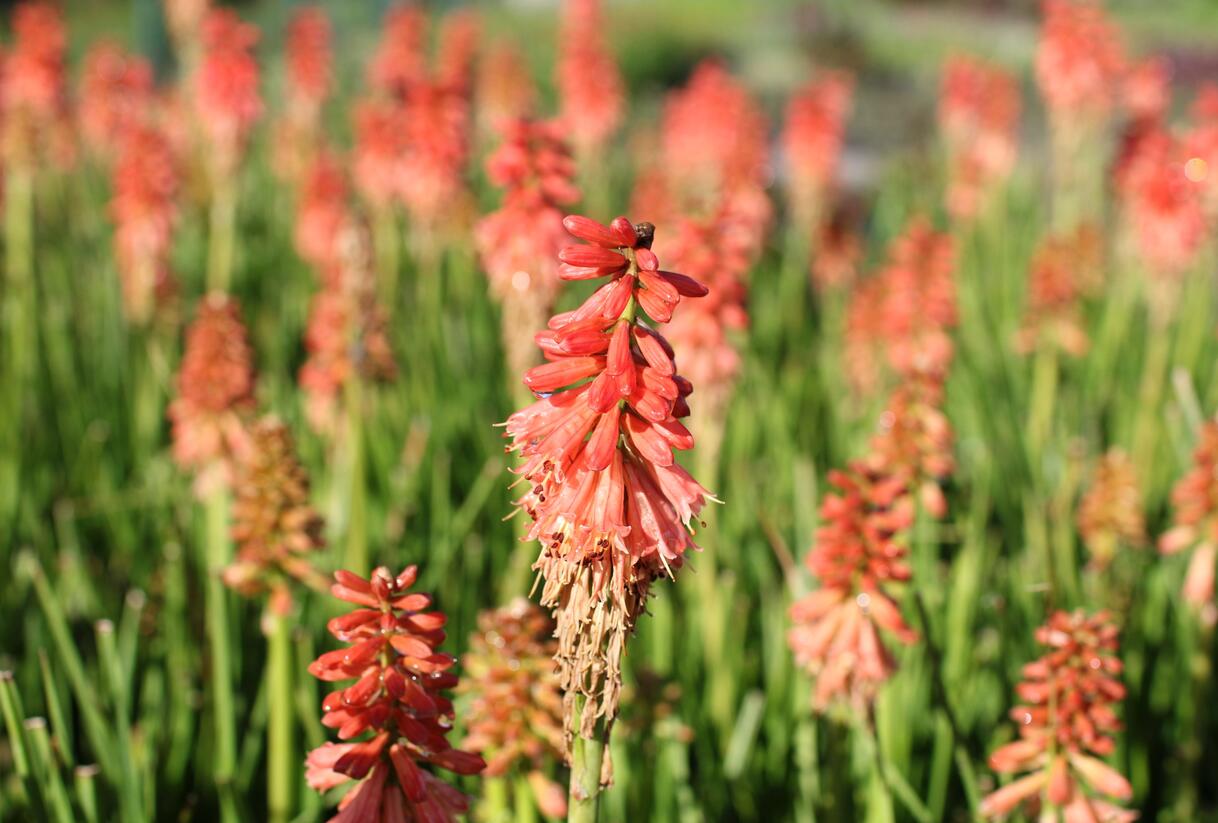 Kleopatřina jehla (mnohokvět) 'Popsicle Red Hot' - Kniphofia uvaria 'Popsicle Red Hot'