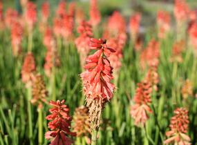 Kleopatřina jehla (mnohokvět) 'Popsicle Red Hot' - Kniphofia uvaria 'Popsicle Red Hot'