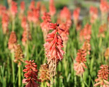 Kleopatřina jehla (mnohokvět) 'Popsicle Red Hot'