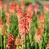Kniphofia uvaria 'Popsicle Red Hot'_01.JPG