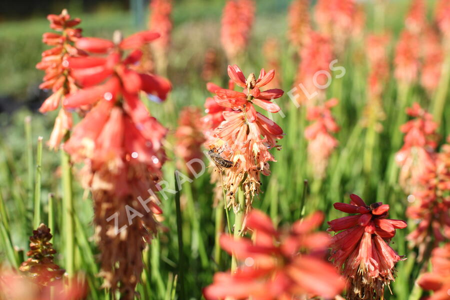Kleopatřina jehla (mnohokvět) 'Popsicle Red Hot' - Kniphofia uvaria 'Popsicle Red Hot'