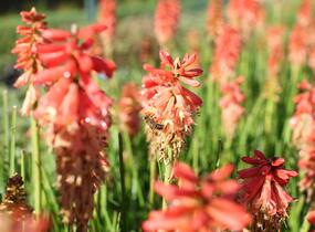 Kleopatřina jehla (mnohokvět) 'Popsicle Red Hot' - Kniphofia uvaria 'Popsicle Red Hot'