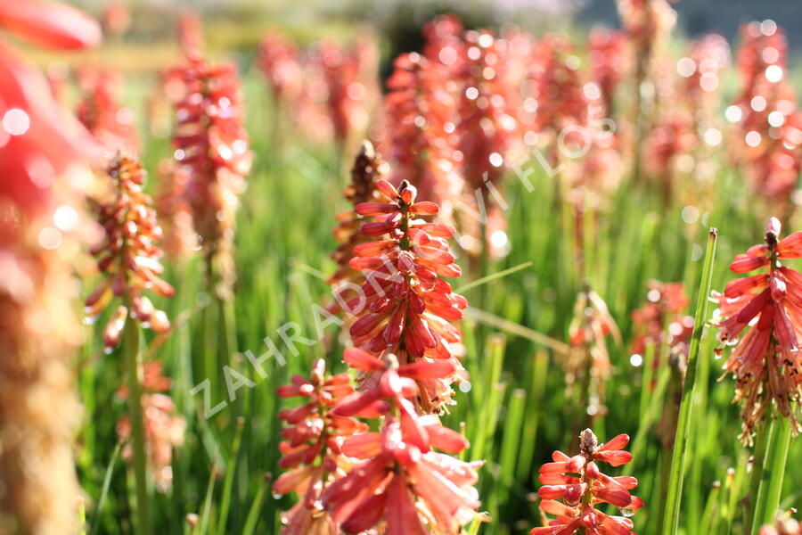Kleopatřina jehla (mnohokvět) 'Popsicle Red Hot' - Kniphofia uvaria 'Popsicle Red Hot'