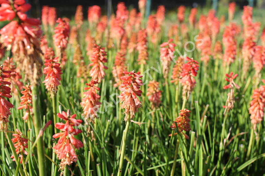 Kleopatřina jehla (mnohokvět) 'Popsicle Red Hot' - Kniphofia uvaria 'Popsicle Red Hot'