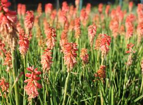 Kleopatřina jehla (mnohokvět) 'Popsicle Red Hot' - Kniphofia uvaria 'Popsicle Red Hot'