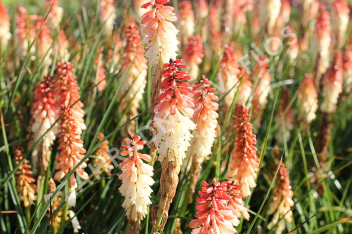 Kleopatřina jehla 'Popsicle Orange Vanilla' - Kniphofia uvaria 'Popsicle Orange Vanilla'