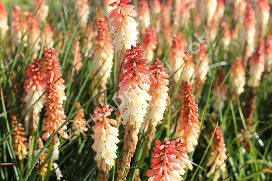 Kleopatřina jehla 'Popsicle Orange Vanilla' - Kniphofia uvaria 'Popsicle Orange Vanilla'