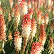 Kleopatřina jehla 'Popsicle Orange Vanilla' - Kniphofia uvaria 'Popsicle Orange Vanilla'