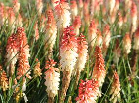 Kleopatřina jehla 'Popsicle Orange Vanilla' - Kniphofia uvaria 'Popsicle Orange Vanilla'