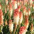 Kniphofia uvaria 'Popsicle Orange Vanilla'.JPG