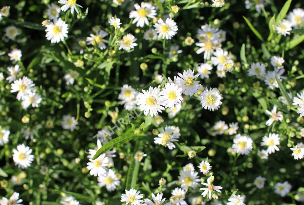 Hvězdnice křovitá 'Nanus' - Aster ageratoides v. adustus 'Nanus'