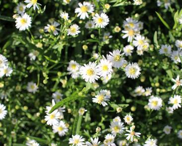 Hvězdnice křovitá 'Nanus'