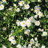 Aster ageratoides v. adustus 'Nanus'.JPG