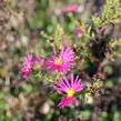 Hvězdnice novobelgická 'W.Churchill' - Aster novi-belgii 'W.Churchill'