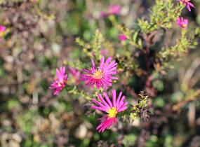 Hvězdnice novobelgická 'W.Churchill' - Aster novi-belgii 'W.Churchill'