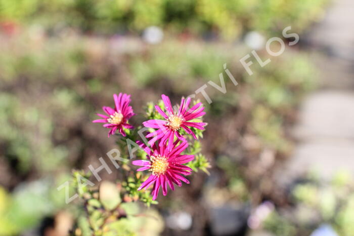 Hvězdnice novobelgická 'W.Churchill' - Aster novi-belgii 'W.Churchill'