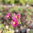 Hvězdnice novobelgická 'W.Churchill' - Aster novi-belgii 'W.Churchill'
