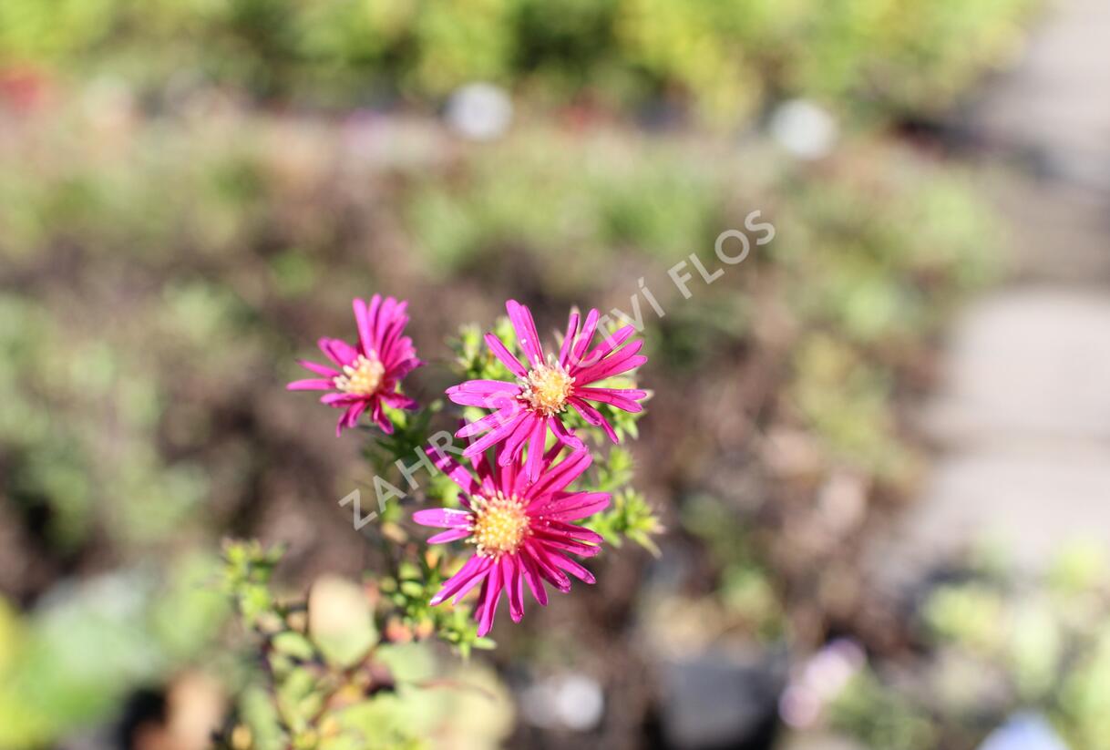 Hvězdnice novobelgická 'W.Churchill' - Aster novi-belgii 'W.Churchill'
