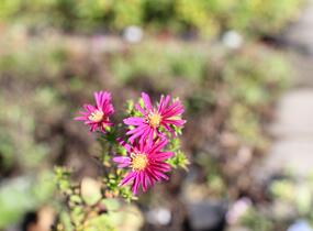 Hvězdnice novobelgická 'W.Churchill' - Aster novi-belgii 'W.Churchill'