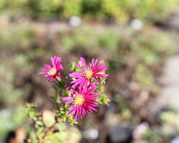 Hvězdnice novobelgická 'W.Churchill'