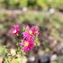 Aster novi-belgii 'W.Churchill'.JPG
