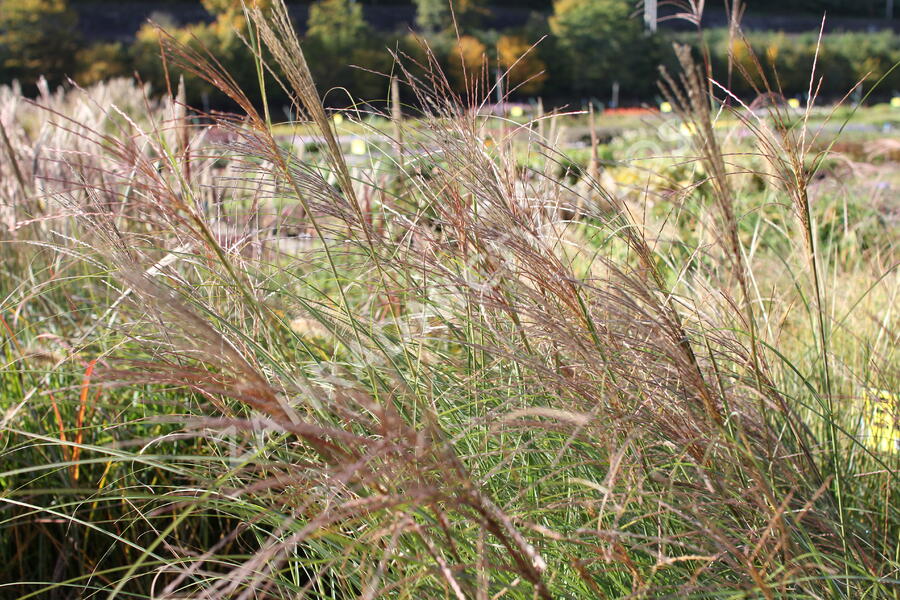 Ozdobnice čínská 'Sarabande' - Miscanthus sinensis 'Sarabande'