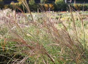 Ozdobnice čínská 'Sarabande' - Miscanthus sinensis 'Sarabande'