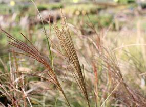 Ozdobnice čínská 'Sarabande' - Miscanthus sinensis 'Sarabande'