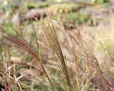 Ozdobnice čínská 'Sarabande'