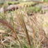 Miscanthus sinensis 'Sarabande'.JPG