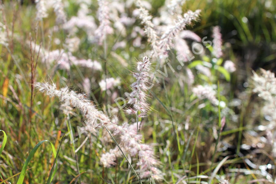 Dochan východní - Pennisetum orientale