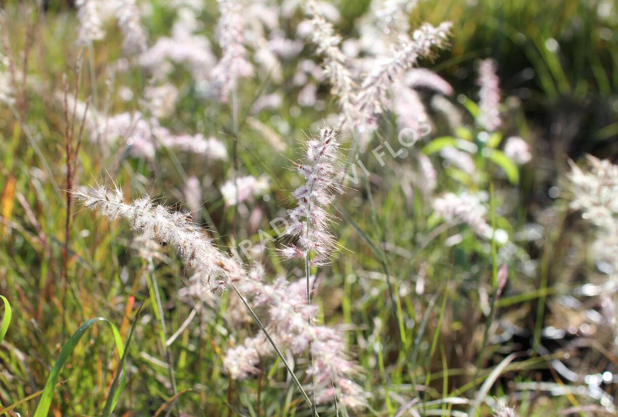Dochan východní - Pennisetum orientale