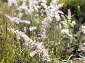 Dochan východní - Pennisetum orientale