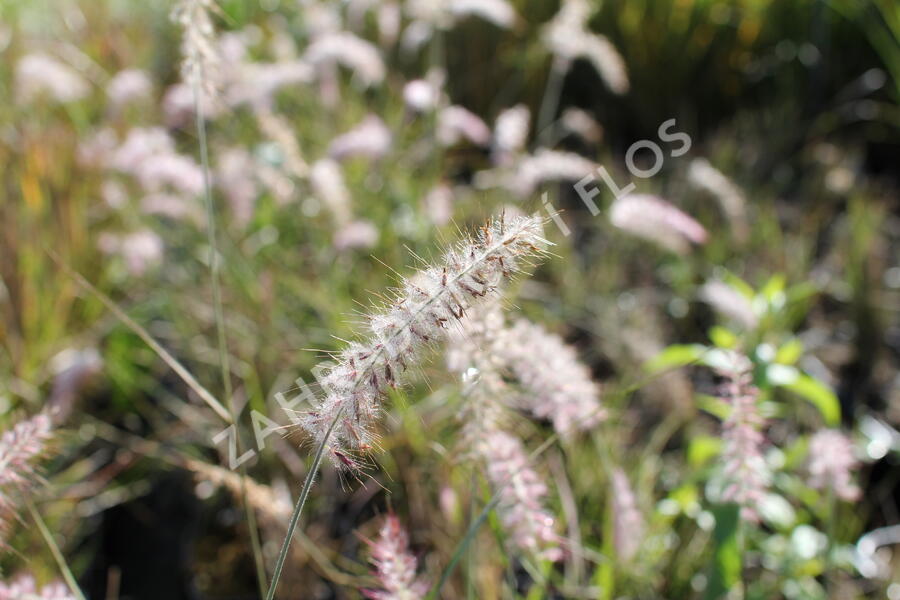 Dochan východní - Pennisetum orientale