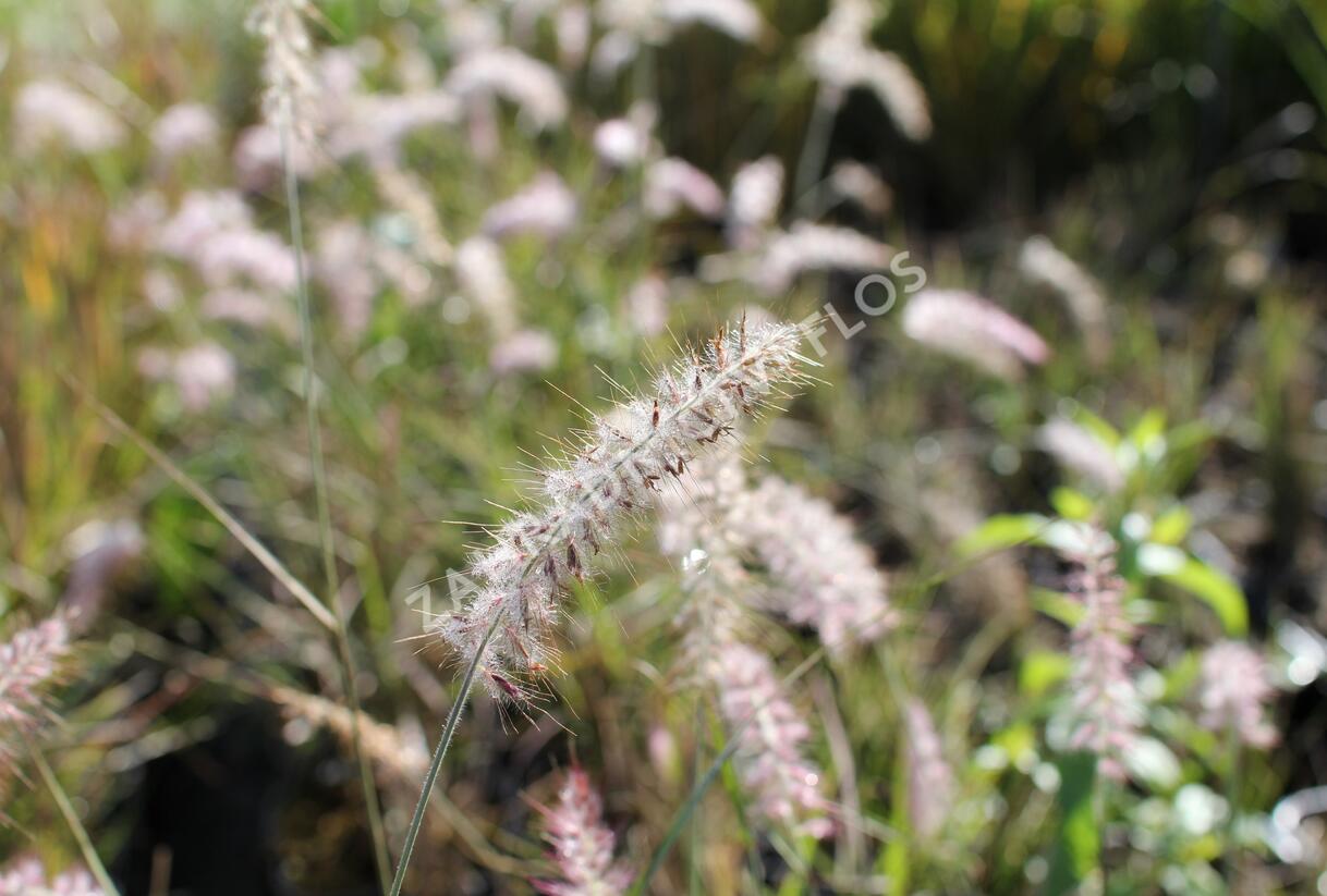 Dochan východní - Pennisetum orientale