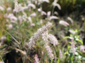 Dochan východní - Pennisetum orientale