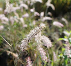 Dochan východní - Pennisetum orientale