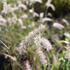 Pennisetum orientale.JPG