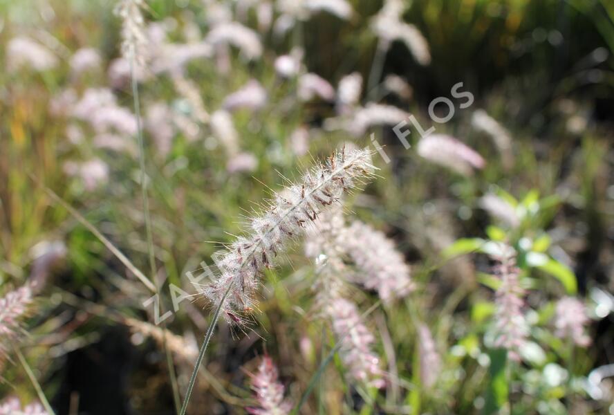 Dochan východní - Pennisetum orientale